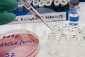 Virologist working on exogenous Sars-CoV-2 virus RNA sequence in the laboratory