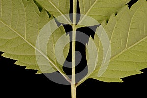 Common Beggarticks (Bidens frondosa). Leaf Detail Closeup photo