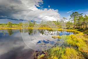 Viru bog in Lahemaa National Park, Estonia