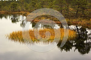 Viru Bog in Lahemaa National Park in Estonia