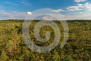 Viru bog summer landscape, Lahemaa national park