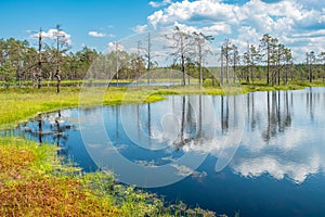 Viru Bog view. Estonia, Baltic States photo