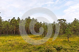 Viru bog Viru raba in the Lahemaa National Park in Estonia.