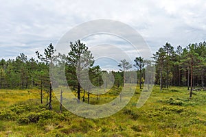 Viru bog Viru raba in the Lahemaa National Park in Estonia.