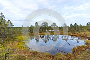 Viru bog Viru raba in the Lahemaa National Park in Estonia.