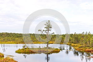 Viru bog Viru raba in the Lahemaa National Park in Estonia.