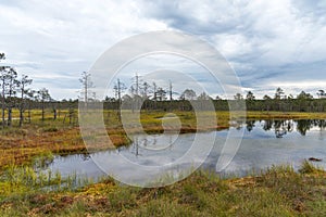 Viru bog Viru raba in the Lahemaa National Park in Estonia.