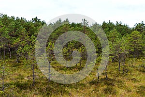 Viru bog Viru raba in the Lahemaa National Park in Estonia.