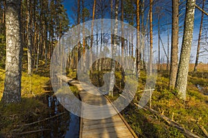 Viru Bog Viru Raba peat swamp, Estonia