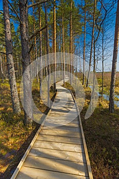 Viru Bog Viru Raba peat swamp, Estonia