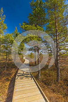 Viru Bog Viru Raba peat swamp, Estonia