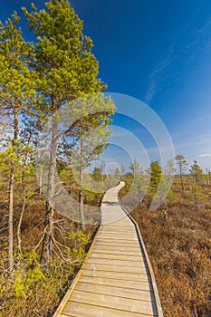 Viru Bog Viru Raba peat swamp, Estonia