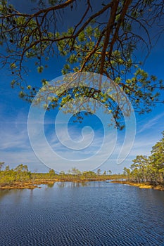 Viru Bog Viru Raba peat swamp, Estonia