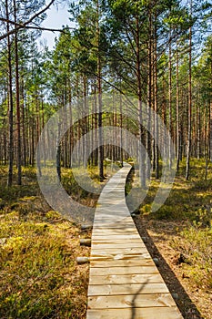 Viru Bog Viru Raba peat swamp, Estonia