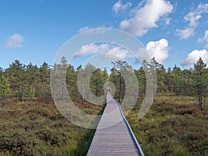 Viru bogs at Lahemaa national park