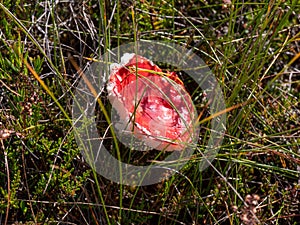 Viru bogs at Lahemaa national park