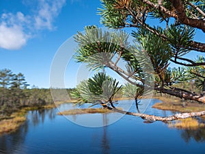 Viru bogs at Lahemaa national park