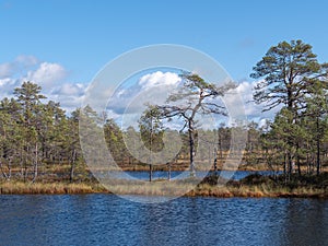 Viru bogs at Lahemaa national park