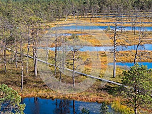 Viru bogs at Lahemaa national park