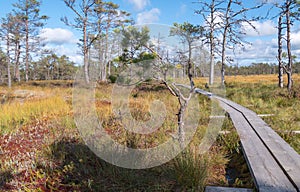 Viru bogs at Lahemaa national park