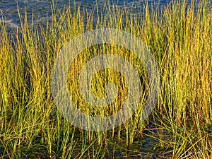 Viru bogs at Lahemaa national park