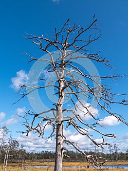 Viru bogs at Lahemaa national park