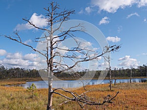 Viru bogs at Lahemaa national park