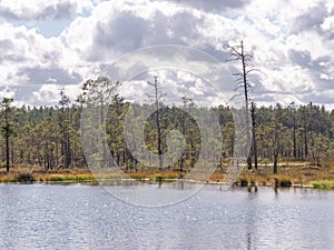 Viru bogs at Lahemaa national park