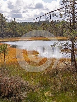 Viru bogs at Lahemaa national park