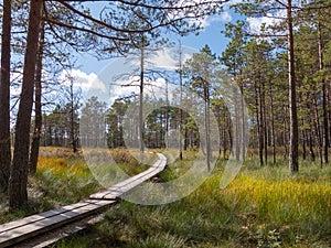 Viru bogs at Lahemaa national park