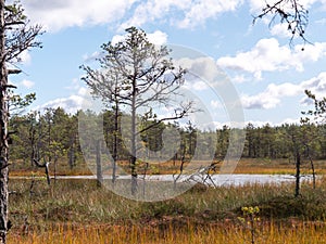 Viru bogs at Lahemaa national park