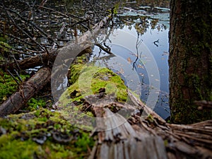 Viru bogs at Lahemaa national park