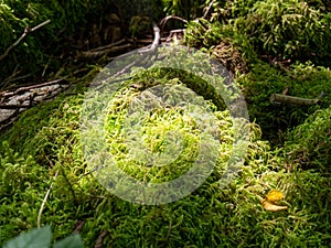 Viru bogs at Lahemaa national park