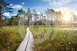 Viru bogs at Lahemaa national park