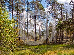 Viru bogs at Lahemaa national park