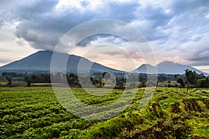 Virunga volcano national park landscape with green farmland fields in the foreground, Rwanda