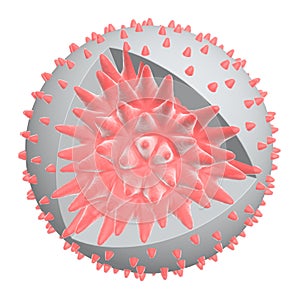Virus anatomy