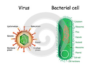 Virus and bacteria. Bacterial cell anatomy and virion structure