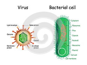Virus and bacteria. Bacterial cell anatomy and virion structure photo