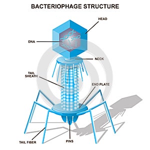 Virus bacteriophage model. Isolated vector