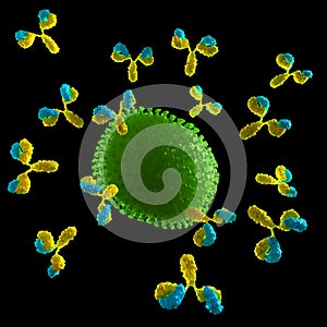 Virus being attacked by antibodies