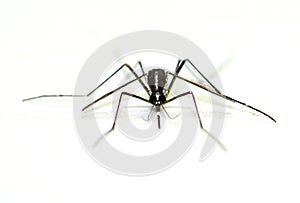 Virus Carrying Mosquito isolated on white background, Zika