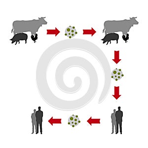 Virus diffusion from animal to humans