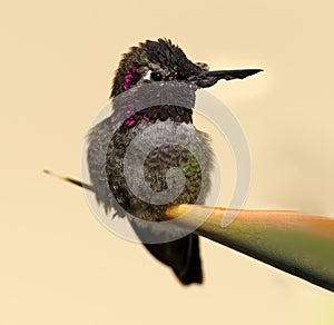 Virus Infected Hummingbird