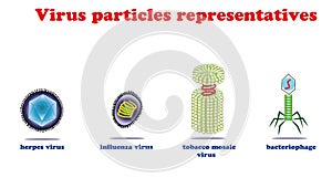 Virus particles representatives.Herpe. influenza. tobacco mosai. bacteriophage. Virus education info graphic.