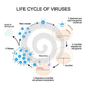 Virus Replication Cycle photo