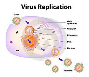 Virus Replication. Vector illustration