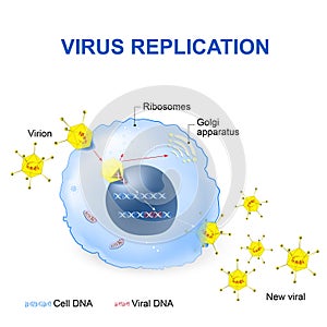 Virus Replication. Vector illustration photo