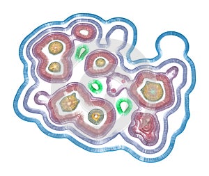 Virus Spread Inside A Cell. Infection And Immunodeficiency Concept