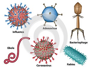 Virus types in different shapes and sizes